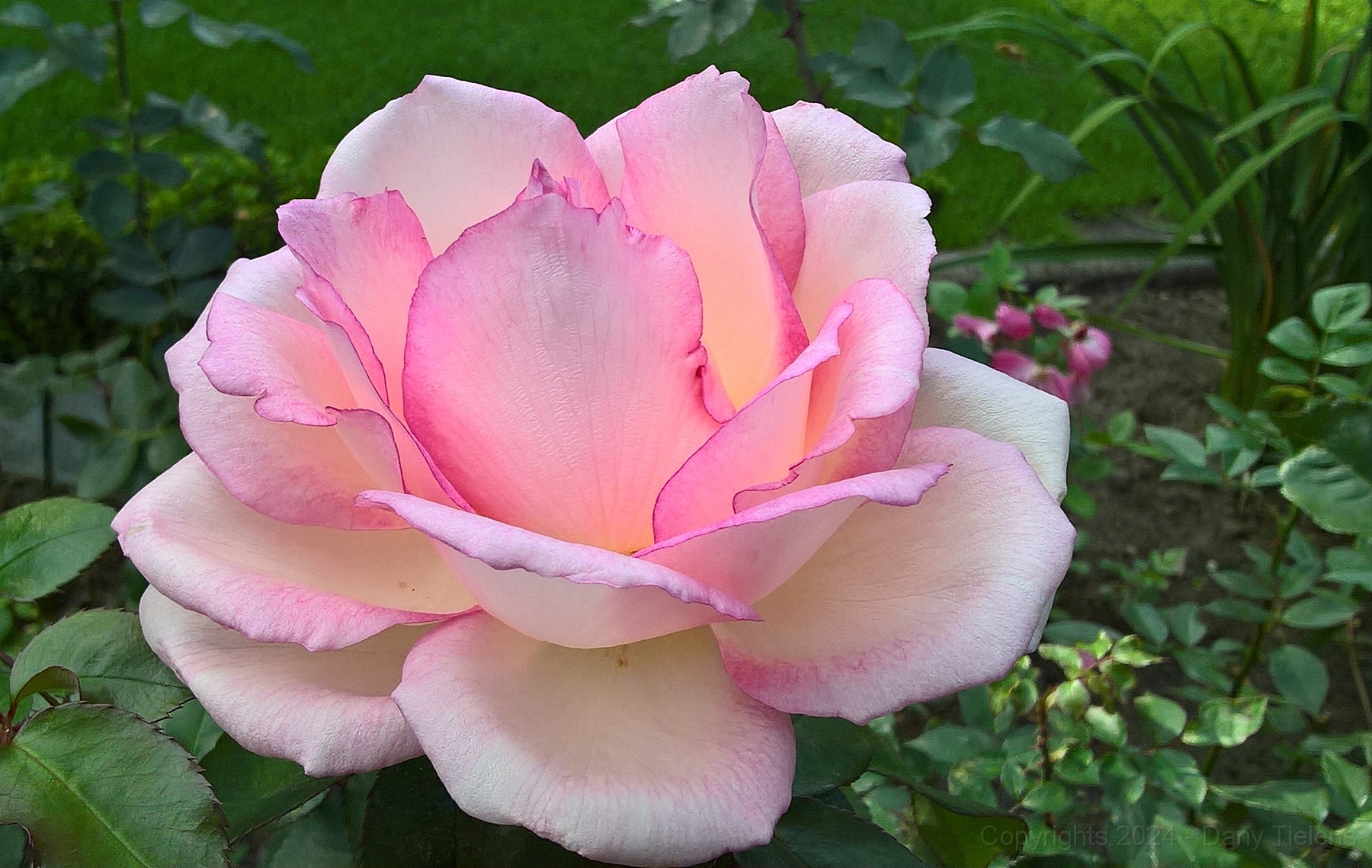 Rosa - Souvenir de Baden-Baden2.jpg